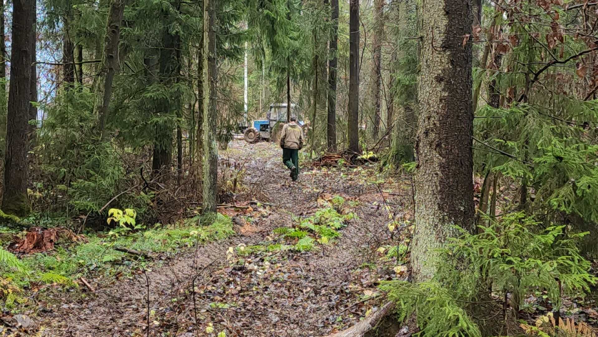 сергиев посад, сергиево-посадский городской округ, высоково, мособллес, санитарная вырубка, выборочная рубка, санитарно-оздоровительные мероприятия, леса подмосковья,
