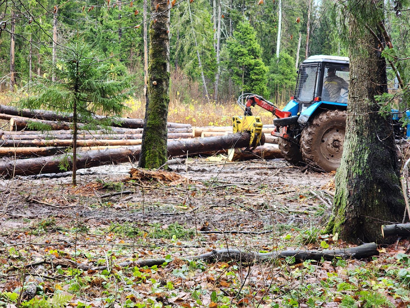 сергиев посад, сергиево-посадский городской округ, высоково, мособллес, санитарная вырубка, выборочная рубка, санитарно-оздоровительные мероприятия, леса подмосковья,