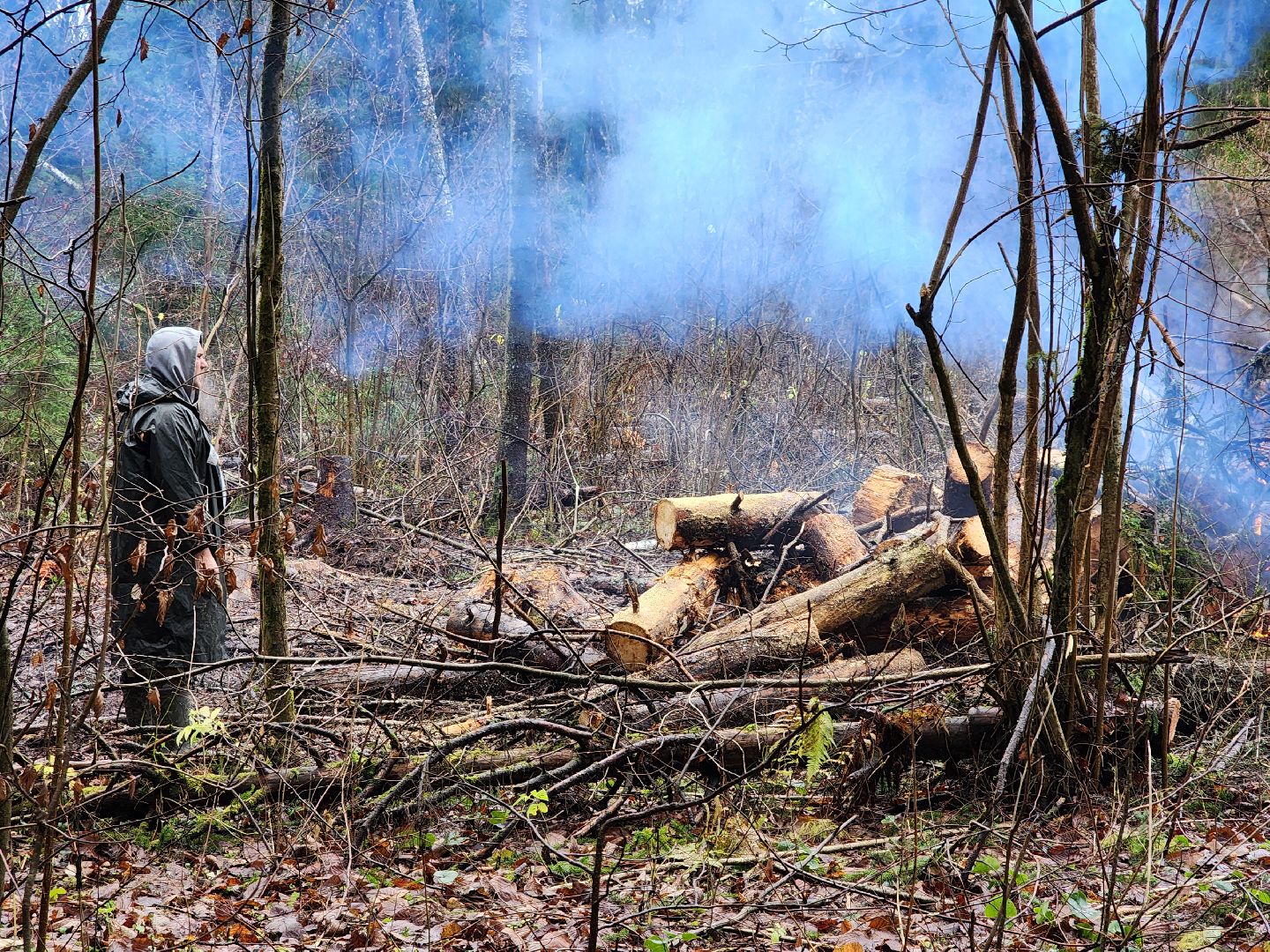 сергиев посад, сергиево-посадский городской округ, высоково, мособллес, санитарная вырубка, выборочная рубка, санитарно-оздоровительные мероприятия, леса подмосковья,