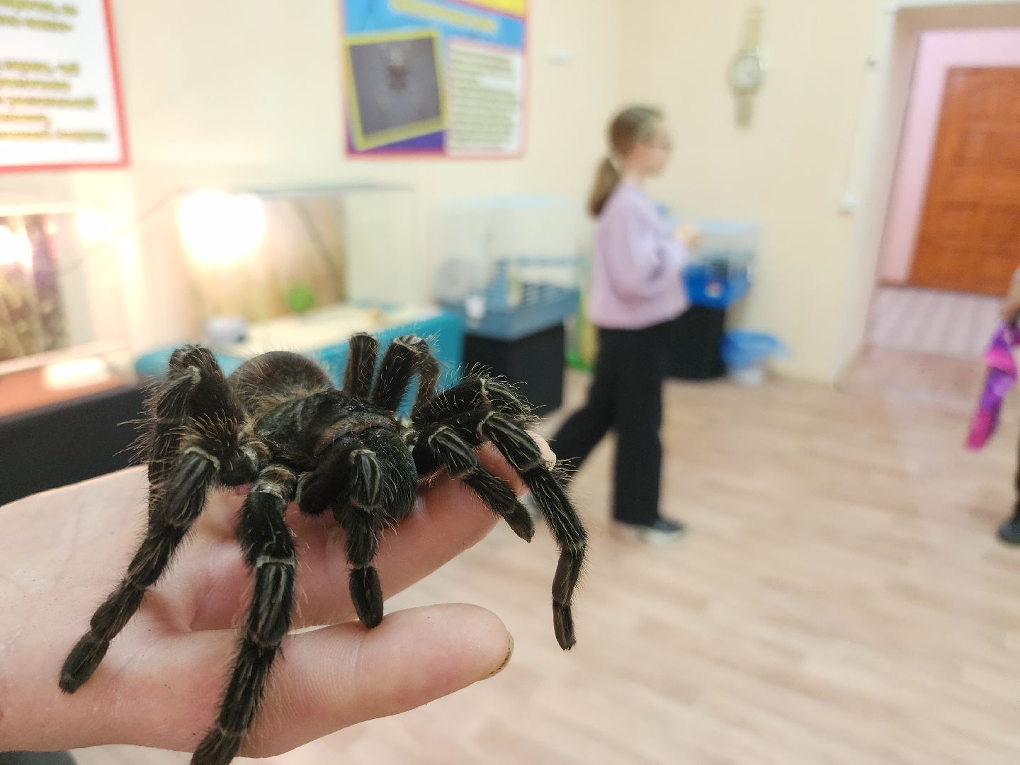 выставка экзотических насекомых, музеи подмосковья, ликино-дулево, орехово-зуевский округ,