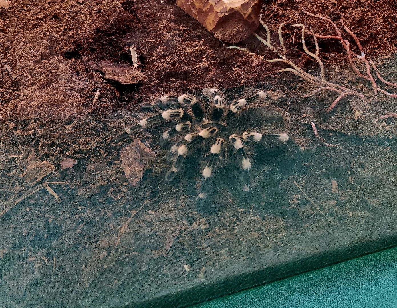 выставка экзотических насекомых, музеи подмосковья, ликино-дулево, орехово-зуевский округ,