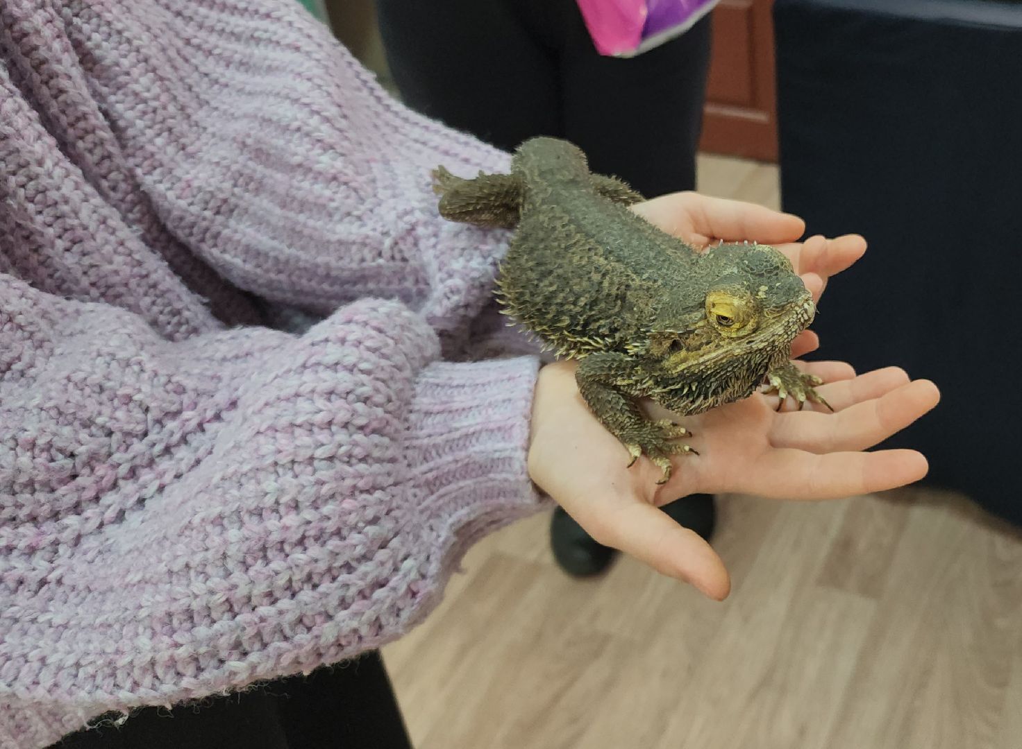 выставка экзотических насекомых, музеи подмосковья, ликино-дулево, орехово-зуевский округ,