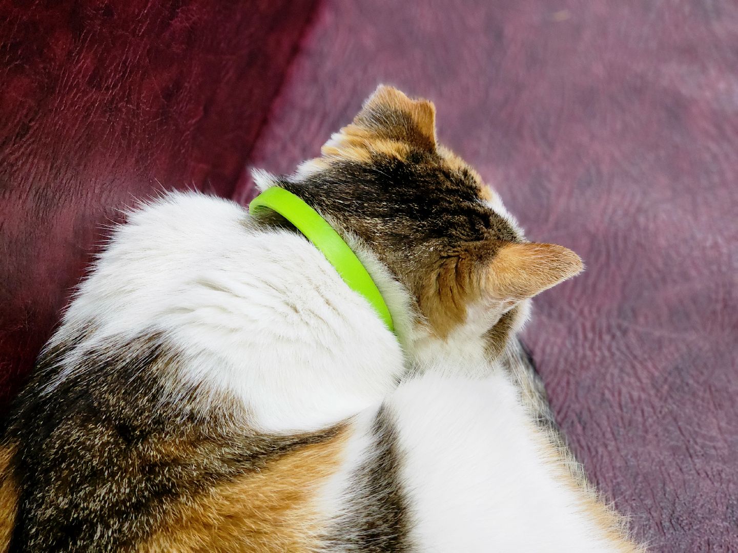 дубна, кошка, скорая помощь,