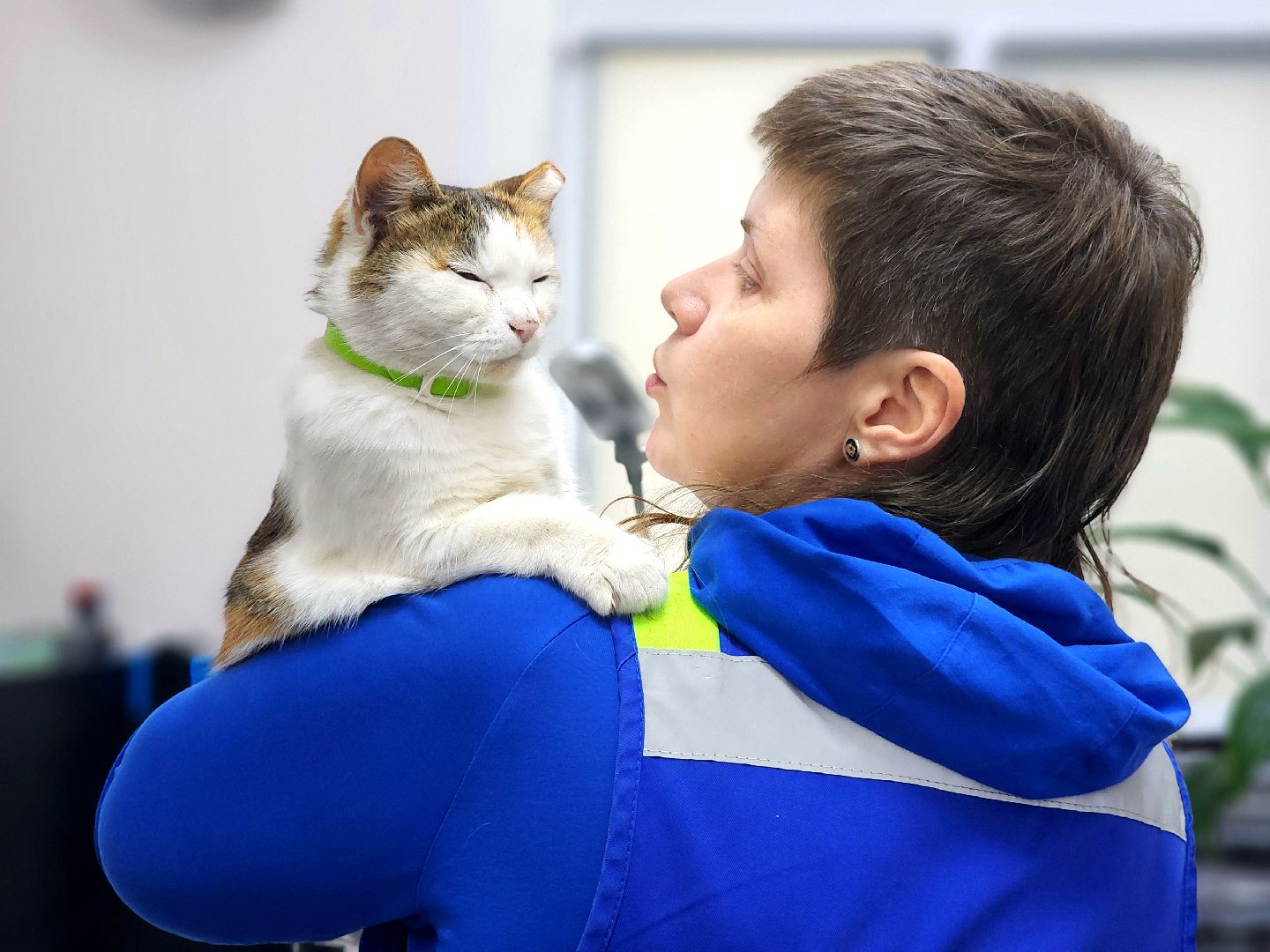 дубна, кошка, скорая помощь,