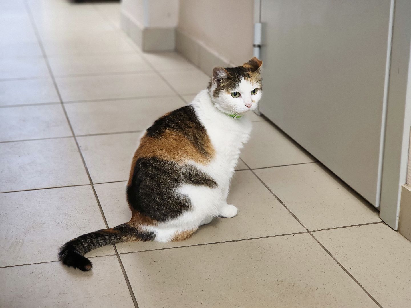 дубна, кошка, скорая помощь,