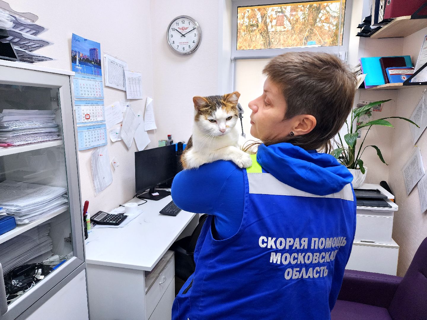 дубна, кошка, скорая помощь,