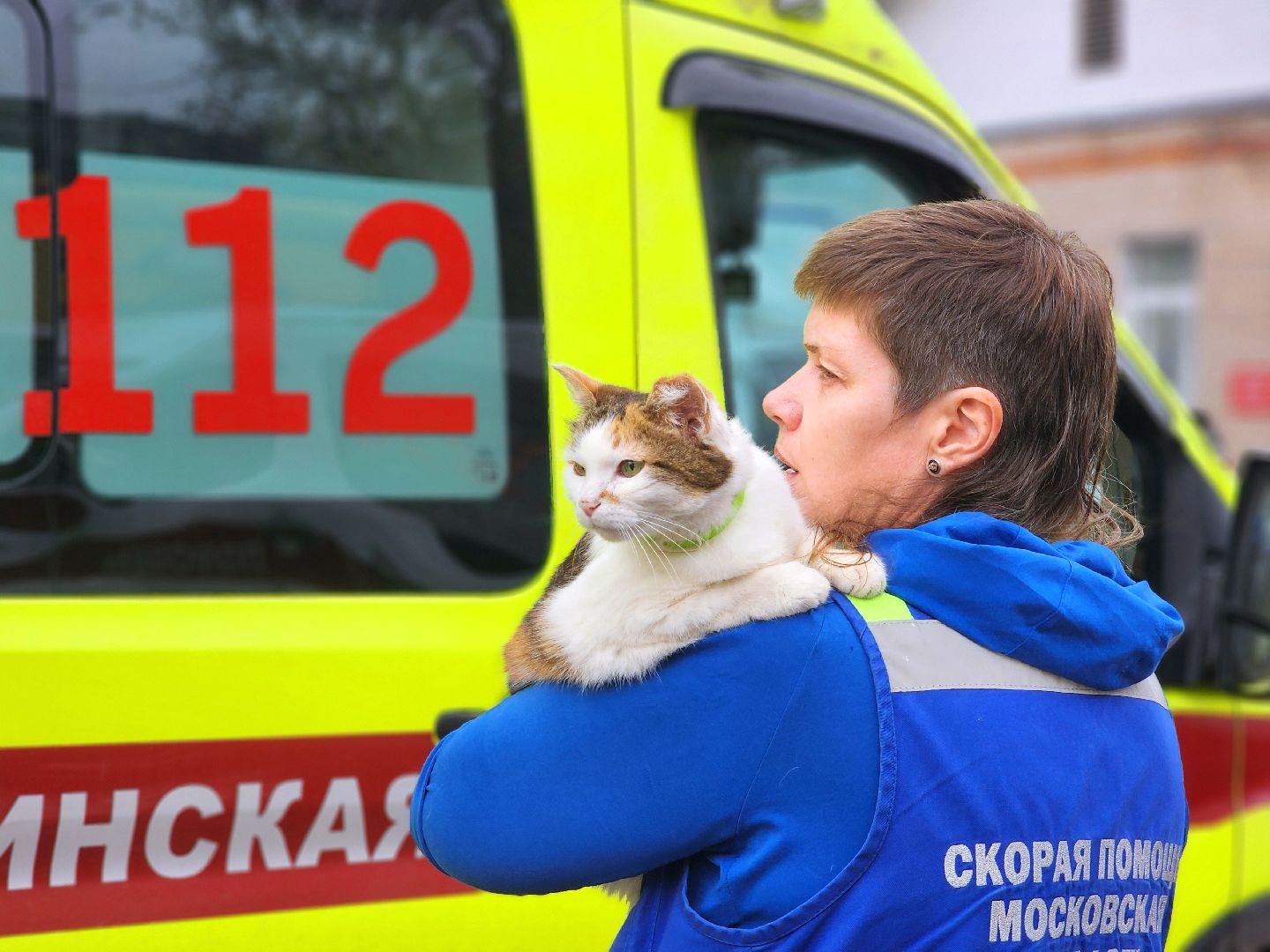 дубна, кошка, скорая помощь,