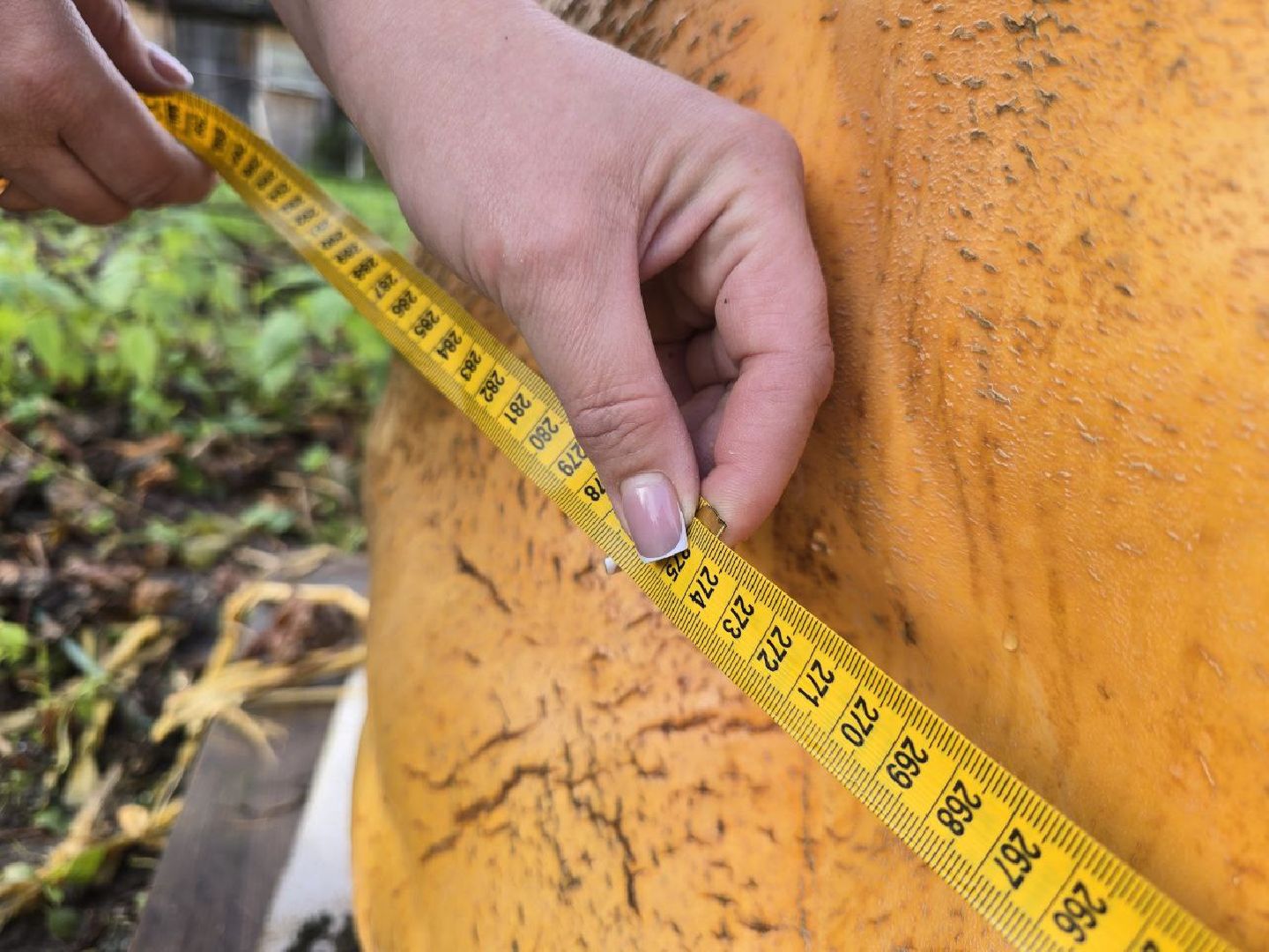 можайск, можайский муниципальный округ, подмосковье, общество, овощи-гиганты, огород, урожай,