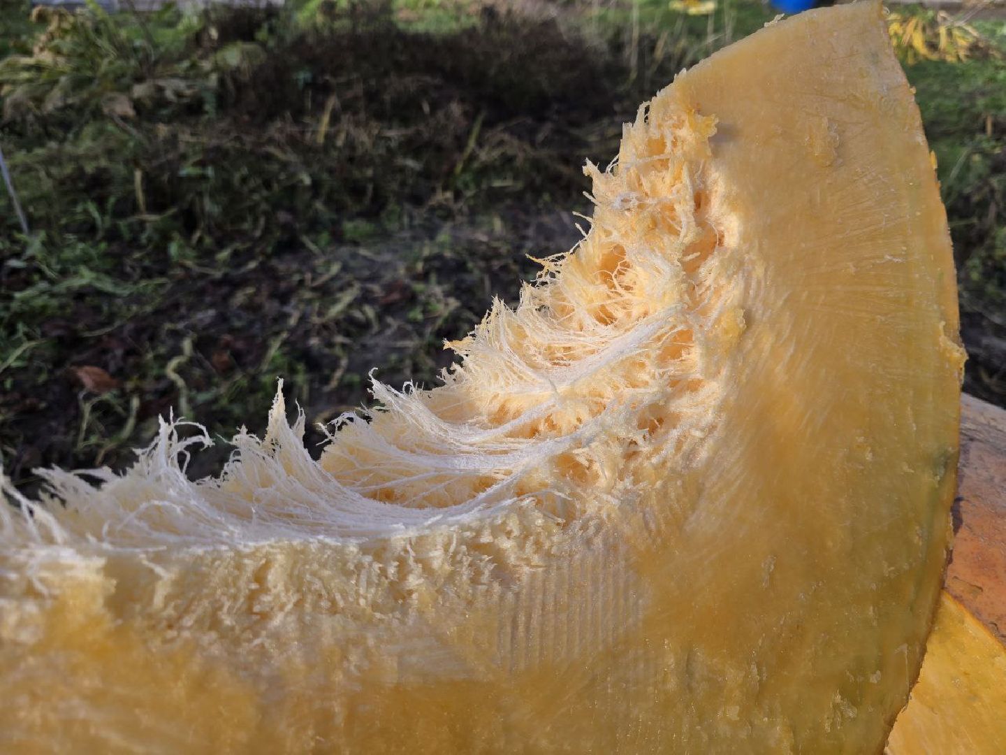 можайск, можайский муниципальный округ, подмосковье, общество, овощи-гиганты, огород, урожай,