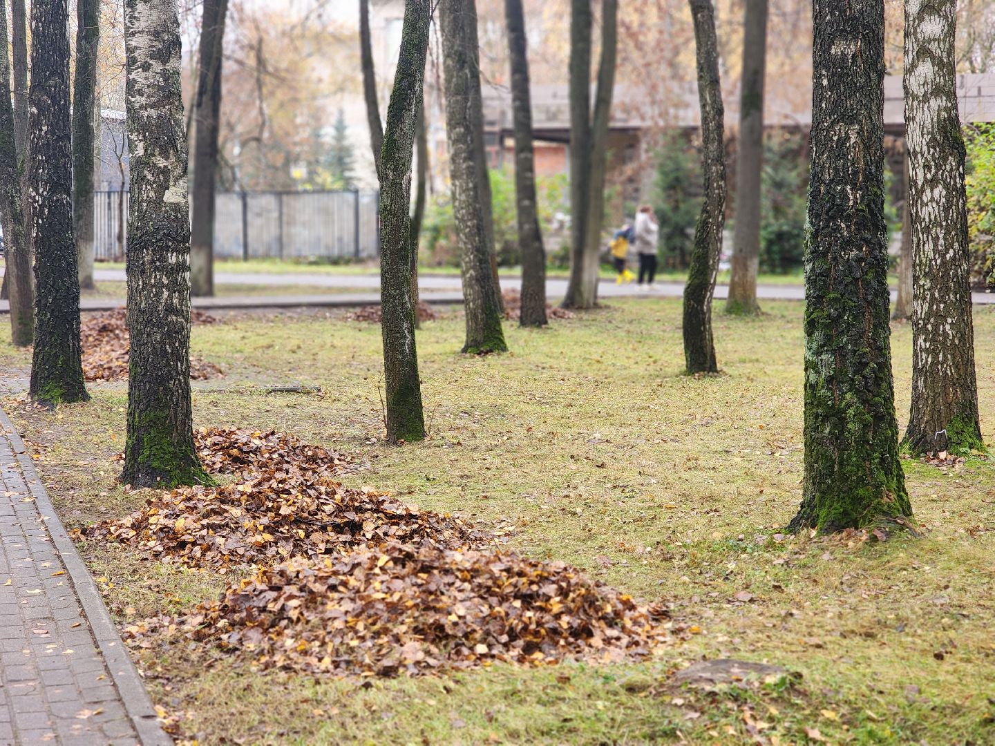 королёв, центральный городской парк, благоустройство, осень, горзеленхозстрой,
