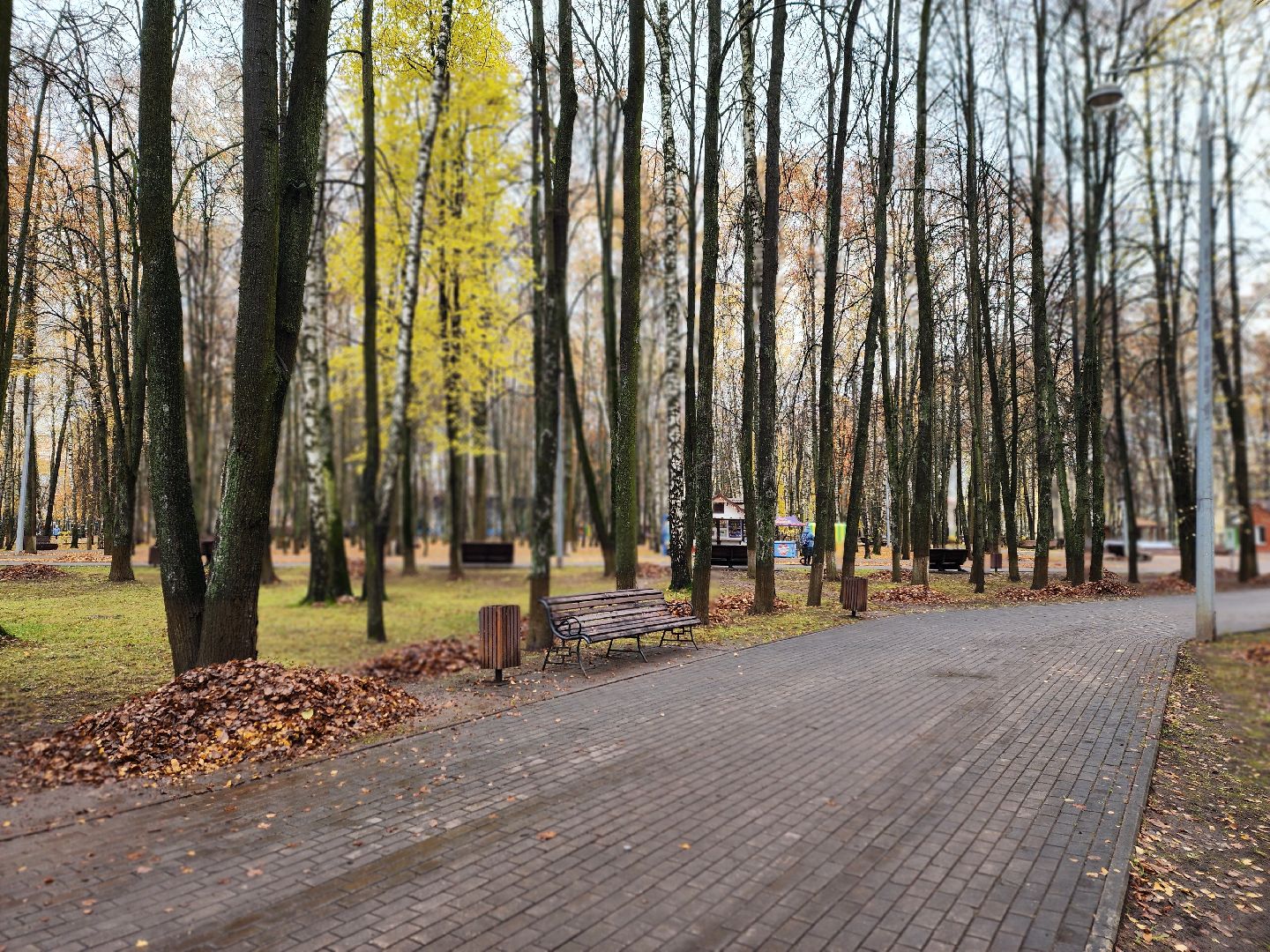 королёв, центральный городской парк, благоустройство, осень, горзеленхозстрой,