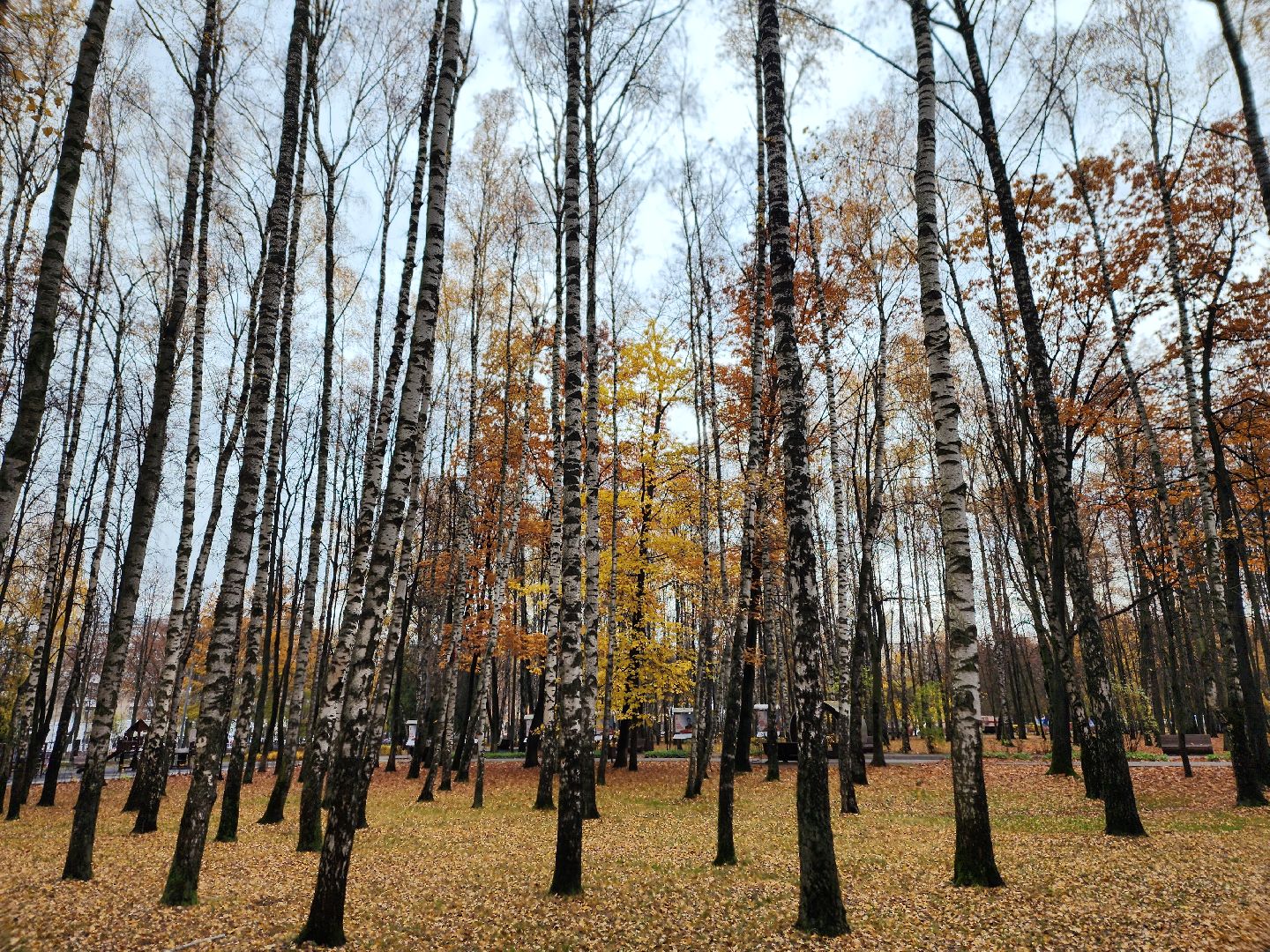 королёв, центральный городской парк, благоустройство, осень, горзеленхозстрой,