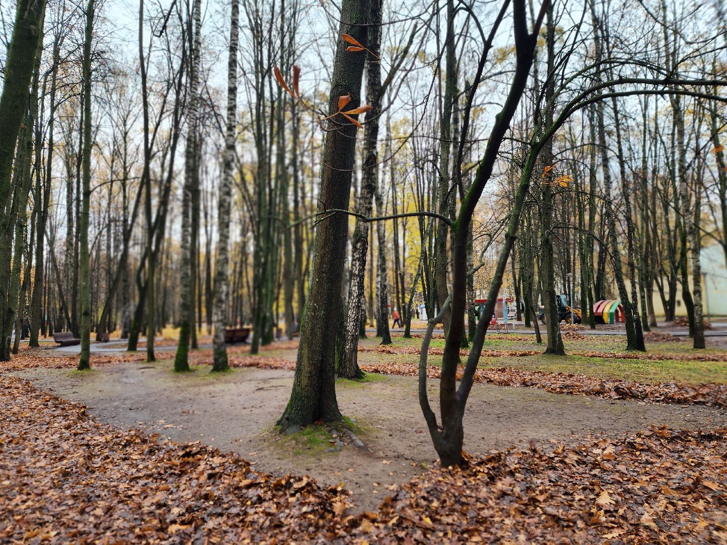 королёв, центральный городской парк, благоустройство, осень, горзеленхозстрой,