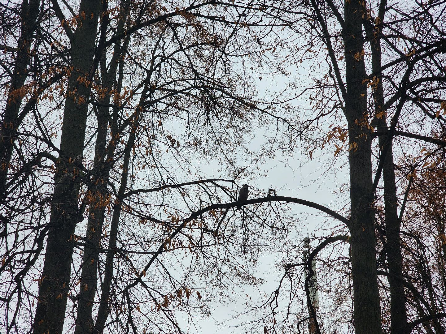 королёв, центральный городской парк, благоустройство, осень, горзеленхозстрой,