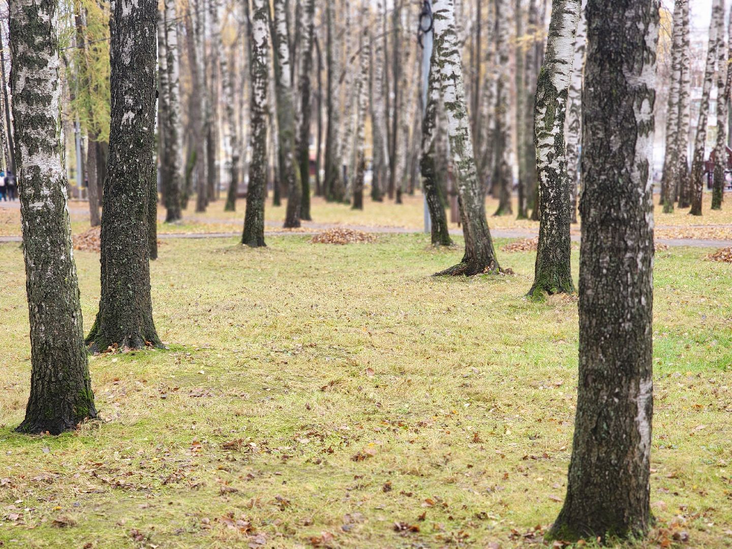 королёв, центральный городской парк, благоустройство, осень, горзеленхозстрой,