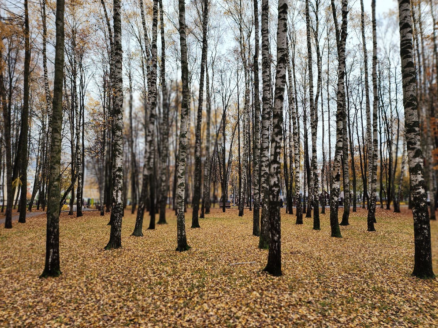 королёв, центральный городской парк, благоустройство, осень, горзеленхозстрой,