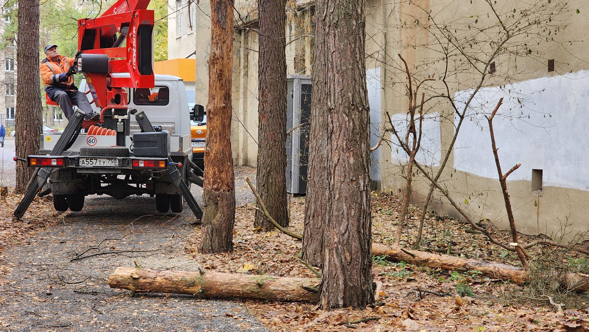 протвино, аварийное дерево, комбинат благоустройства,