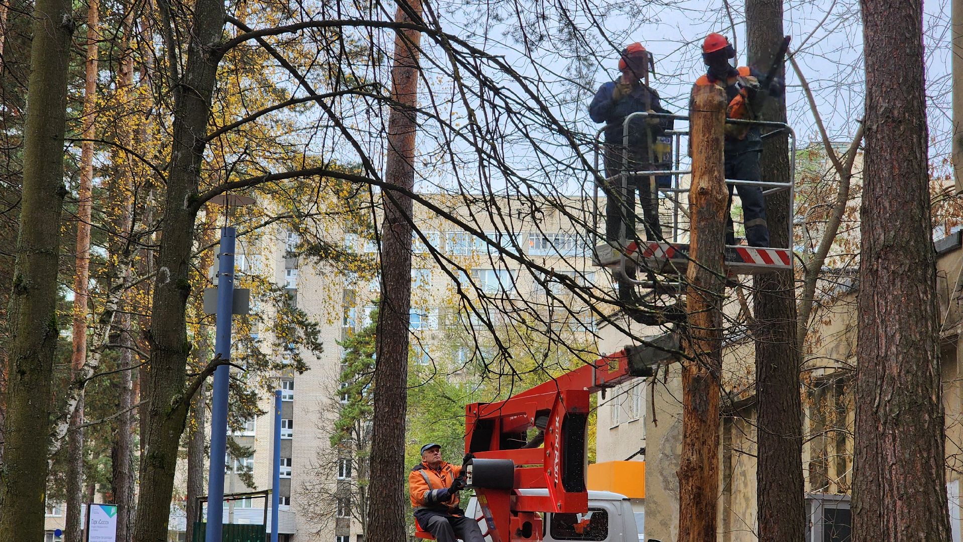 протвино, аварийное дерево, комбинат благоустройства,