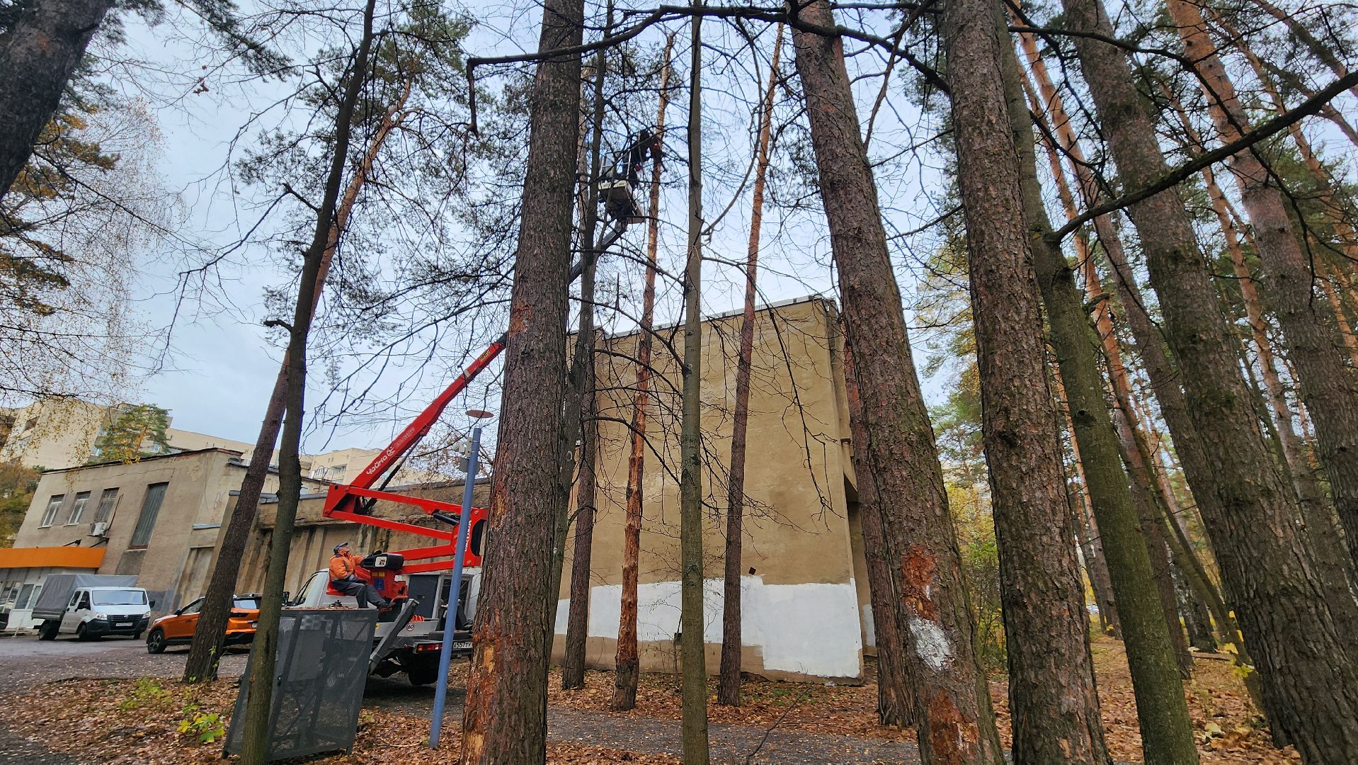 протвино, аварийное дерево, комбинат благоустройства,