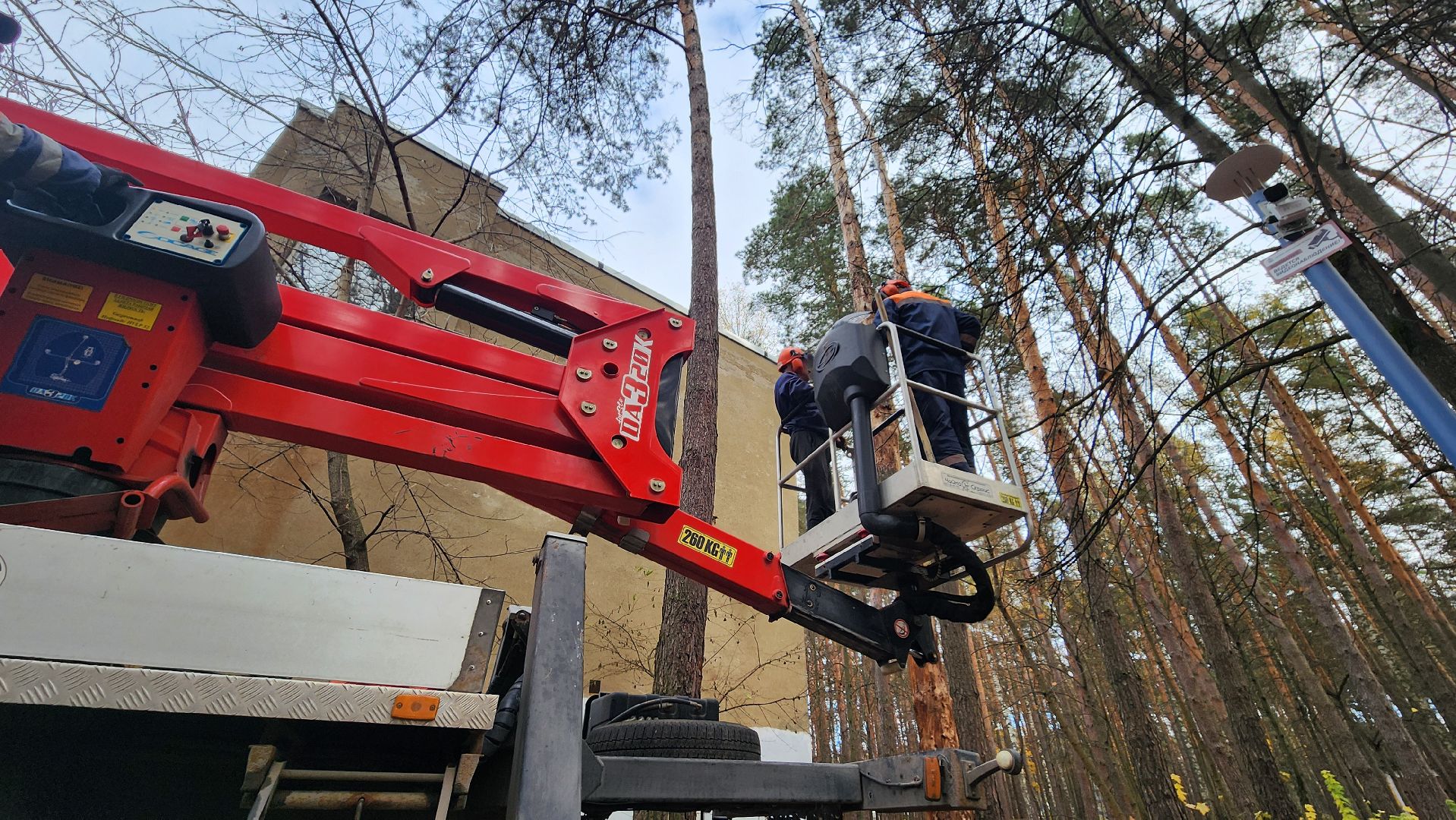 протвино, аварийное дерево, комбинат благоустройства,