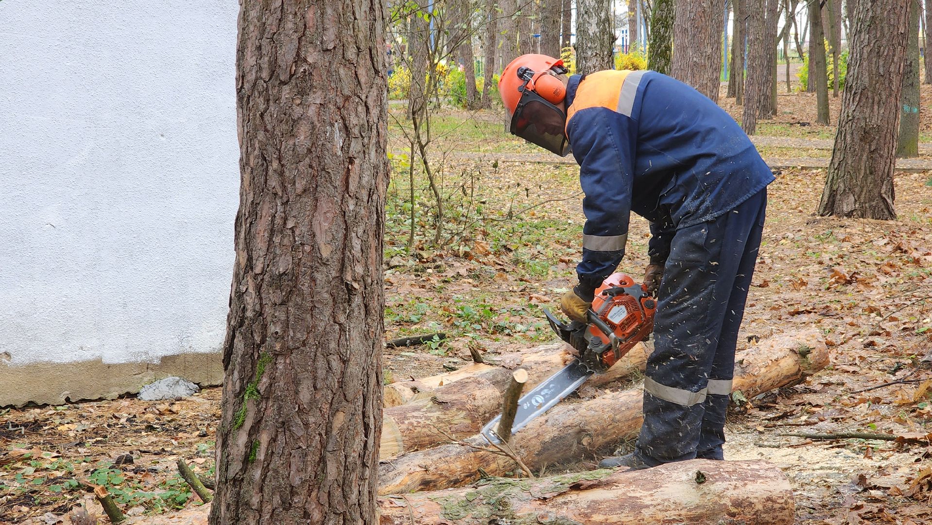 протвино, аварийное дерево, комбинат благоустройства,