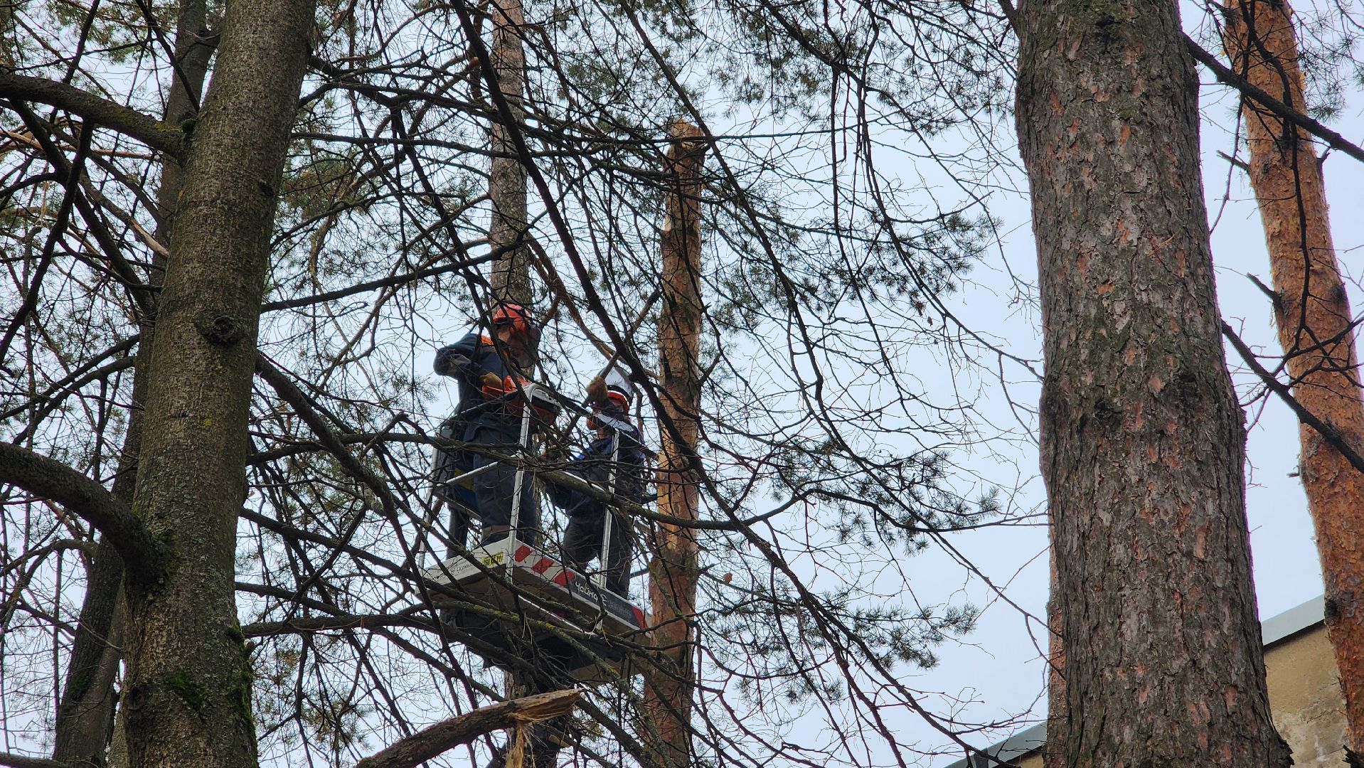 протвино, аварийное дерево, комбинат благоустройства,
