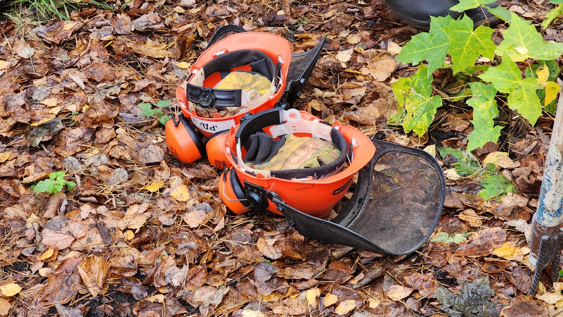 протвино, аварийное дерево, комбинат благоустройства,