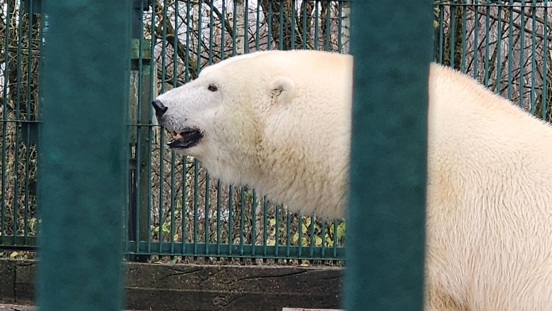 волоколамск, редкие виды животных, куда поехать,