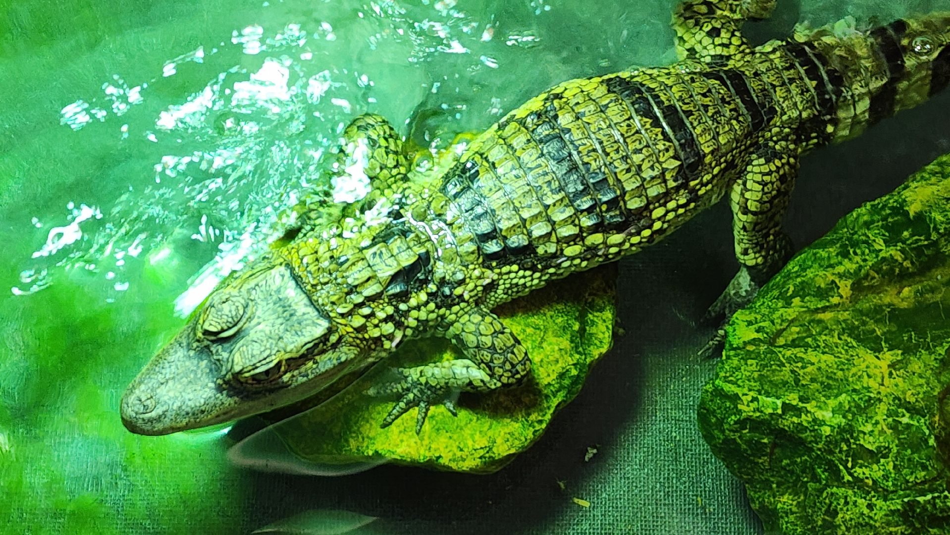 волоколамск, редкие виды животных, куда поехать,