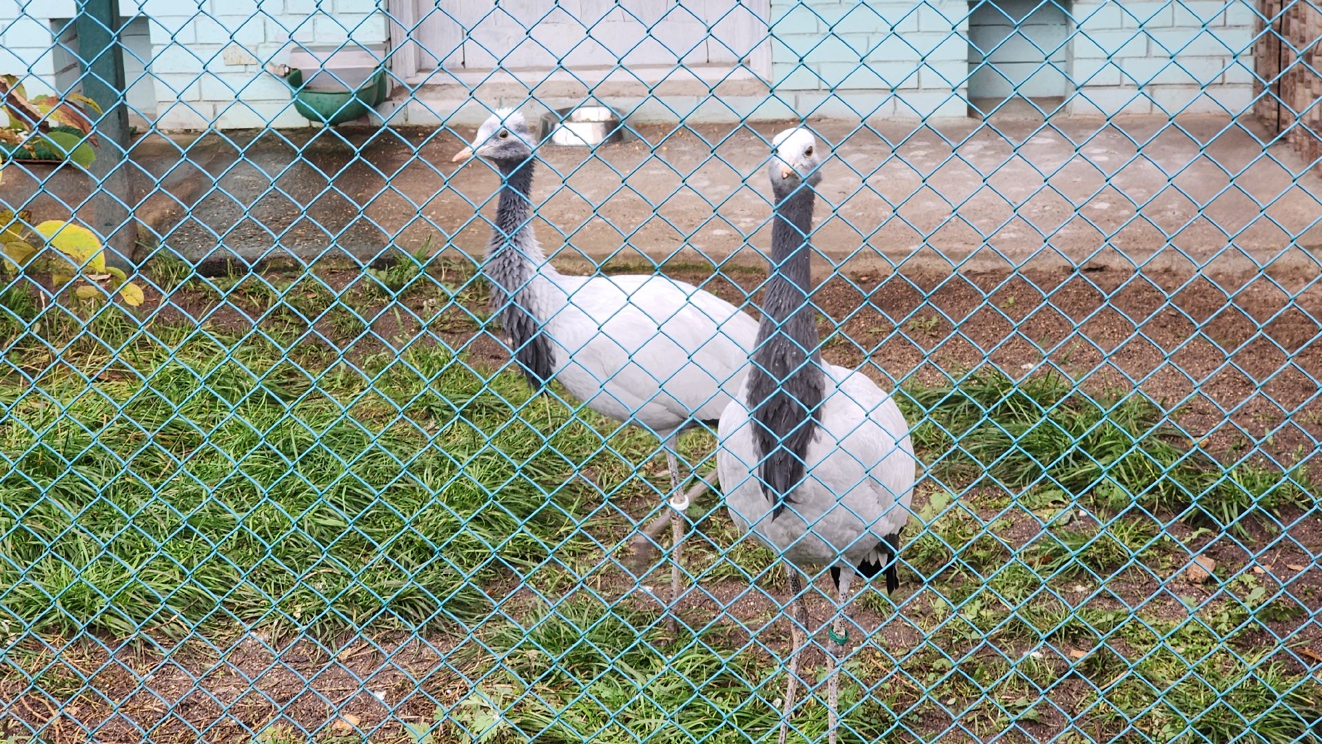волоколамск, редкие виды животных, куда поехать,