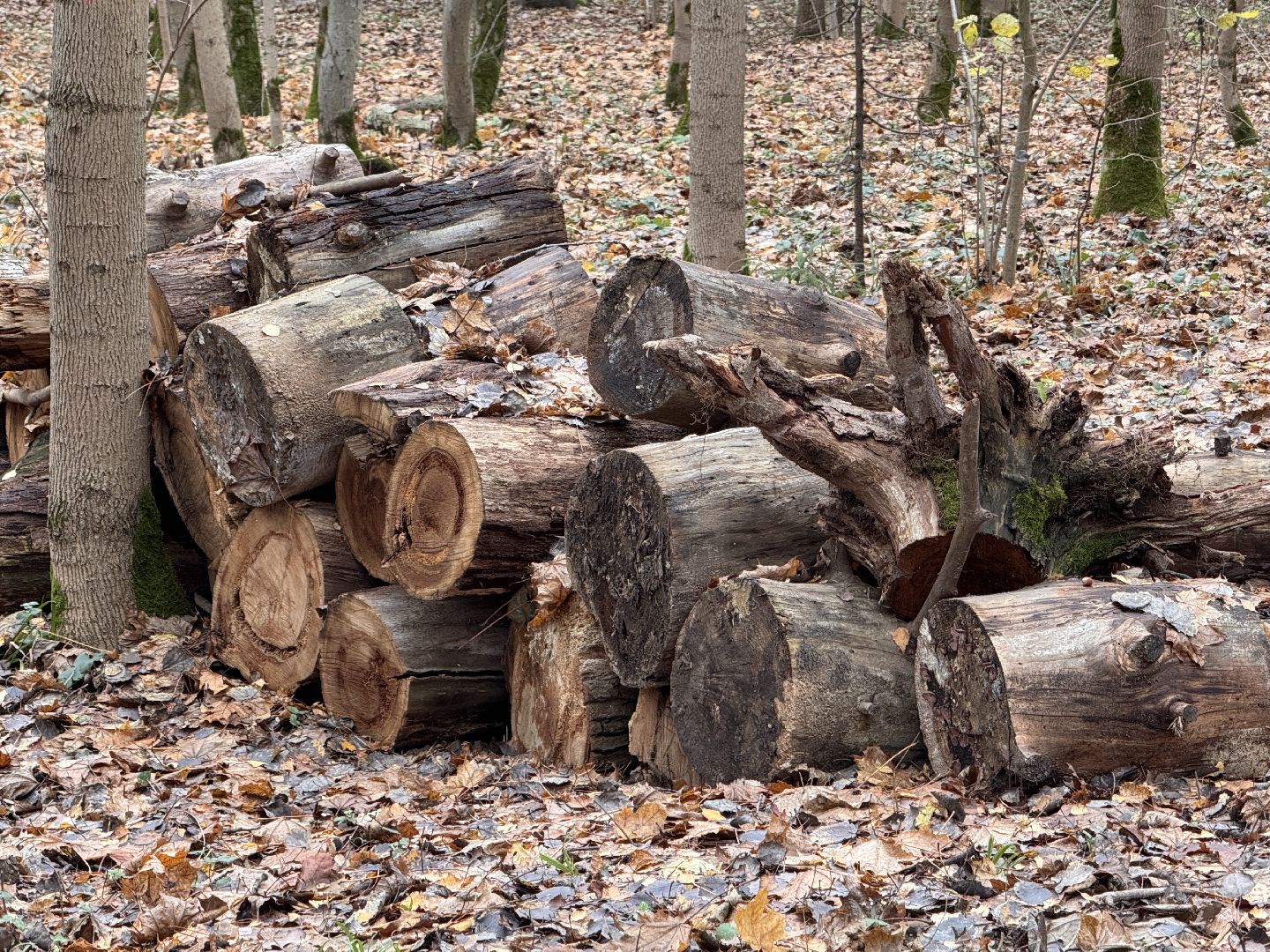 Одинцово, Экологический маршрут, Краеведческое общество,