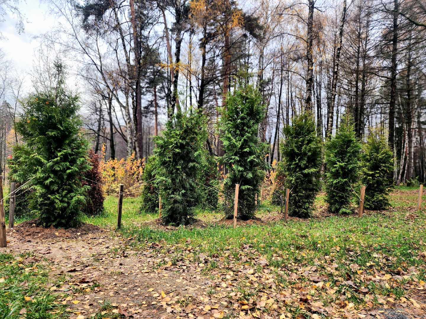 благоустройство, вишняковский парк, реконструкция парка, площадки, озеленение,