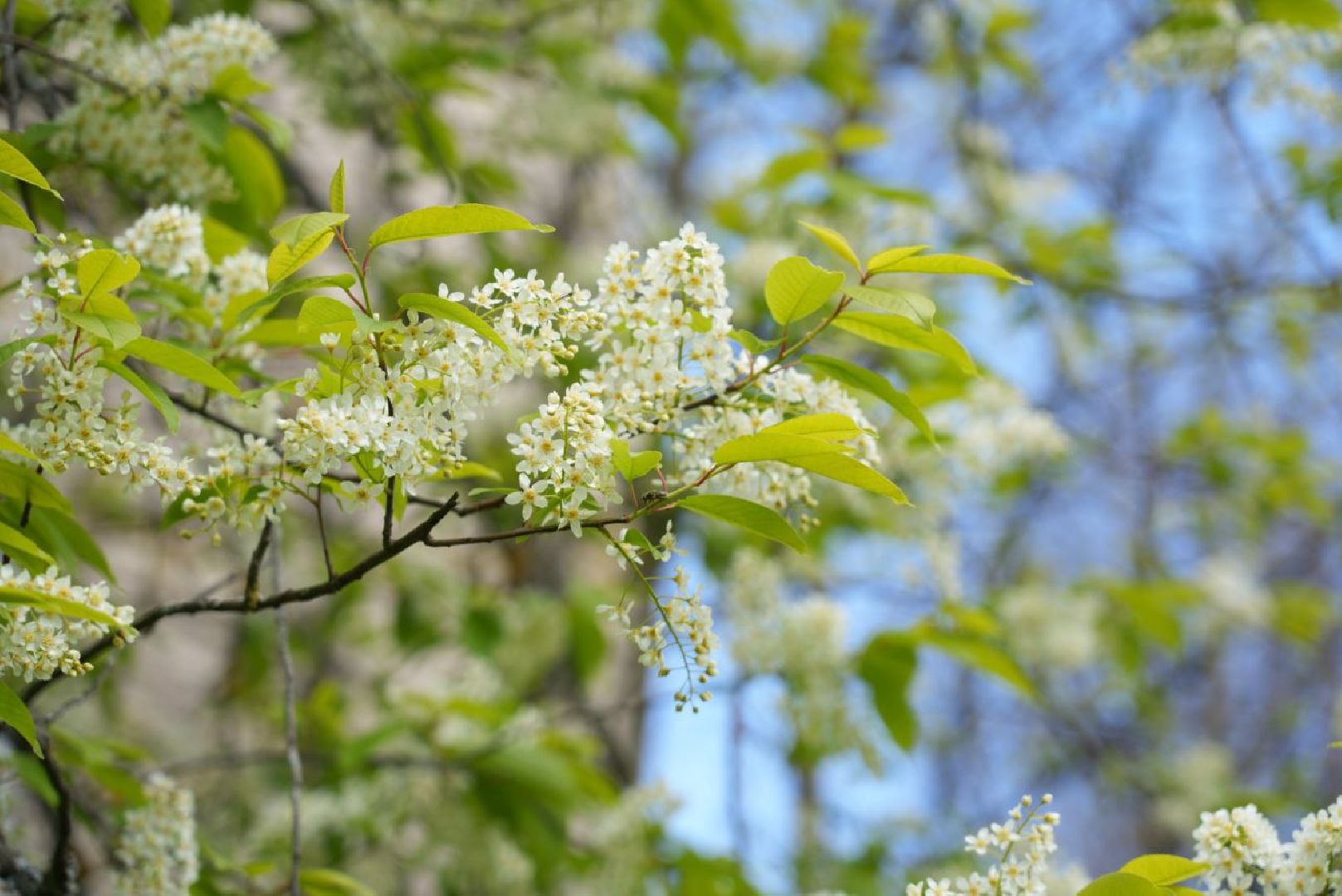 Сергиев Посад, Сергиево-Посадский городской округ, Память, Пересвет, Герои Советского Союза, ВОВ, Патриотизм