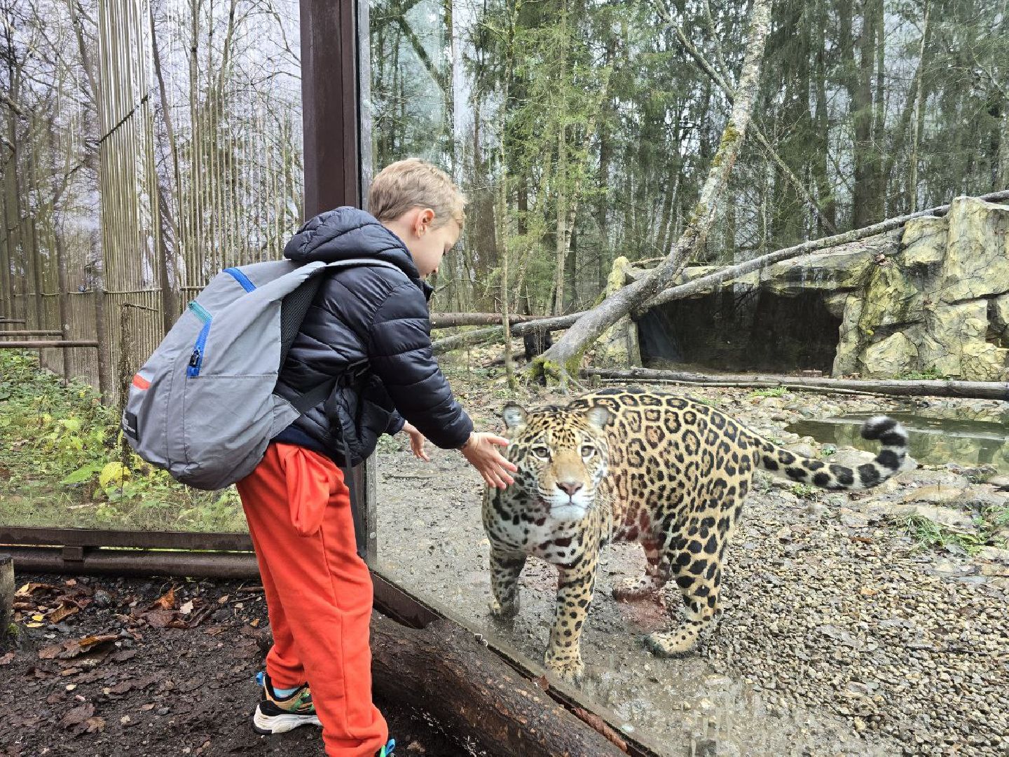 можайск, можайский муниципальный округ, подмосковье, туризм, парк тигров,  подмосковный сафари-парк, тигры, дикие кошки, туристы,хищники,