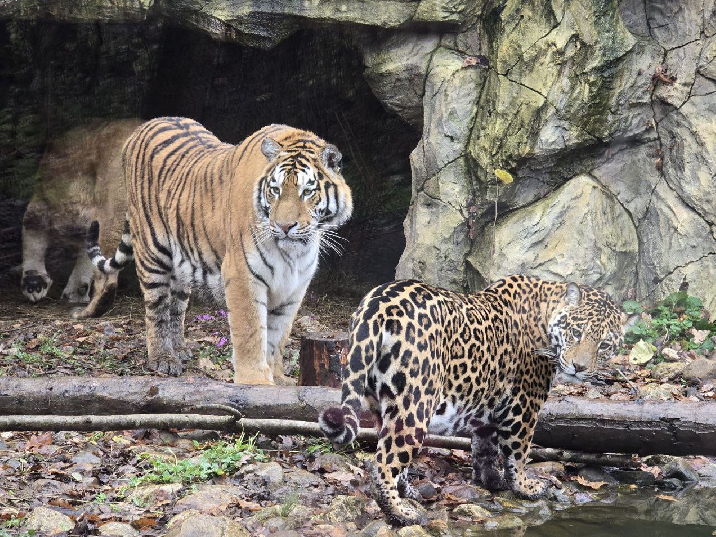можайск, можайский муниципальный округ, подмосковье, туризм, парк тигров,  подмосковный сафари-парк, тигры, дикие кошки, туристы,хищники,