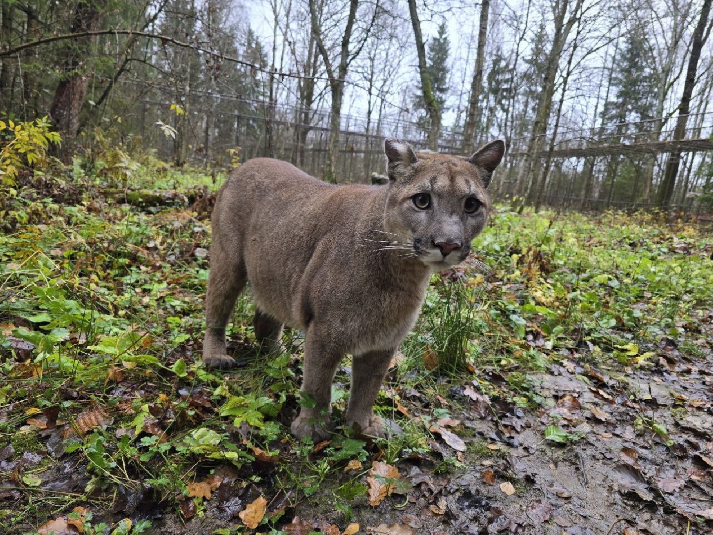 можайск, можайский муниципальный округ, подмосковье, туризм, парк тигров,  подмосковный сафари-парк, тигры, дикие кошки, туристы,хищники,
