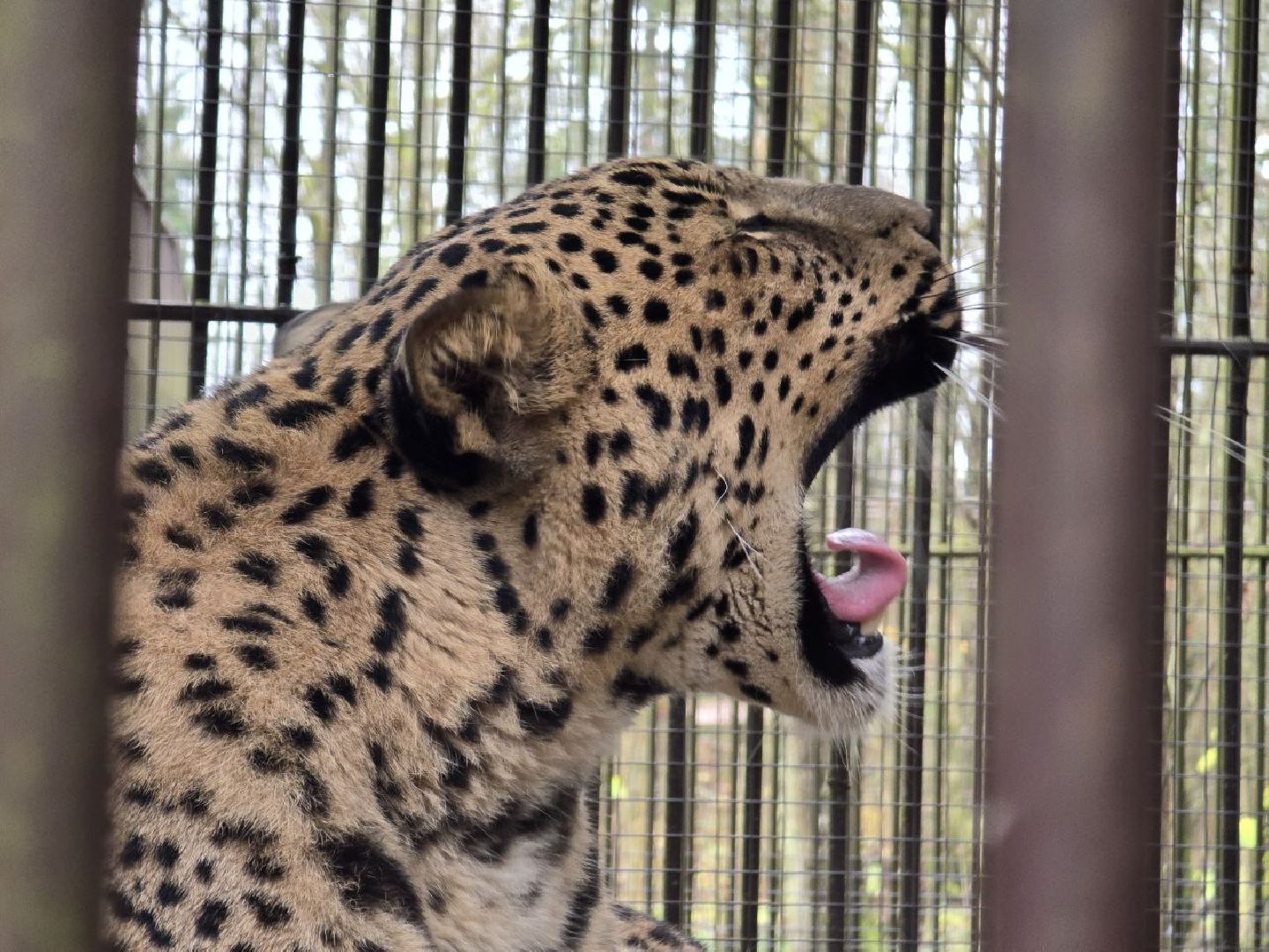 можайск, можайский муниципальный округ, подмосковье, туризм, парк тигров,  подмосковный сафари-парк, тигры, дикие кошки, туристы,хищники,