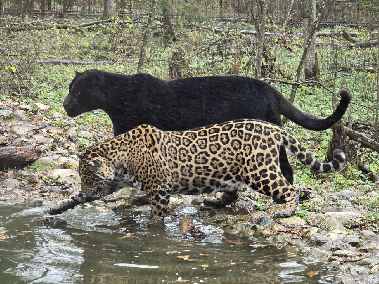 можайск, можайский муниципальный округ, подмосковье, туризм, парк тигров,  подмосковный сафари-парк, тигры, дикие кошки, туристы,хищники,