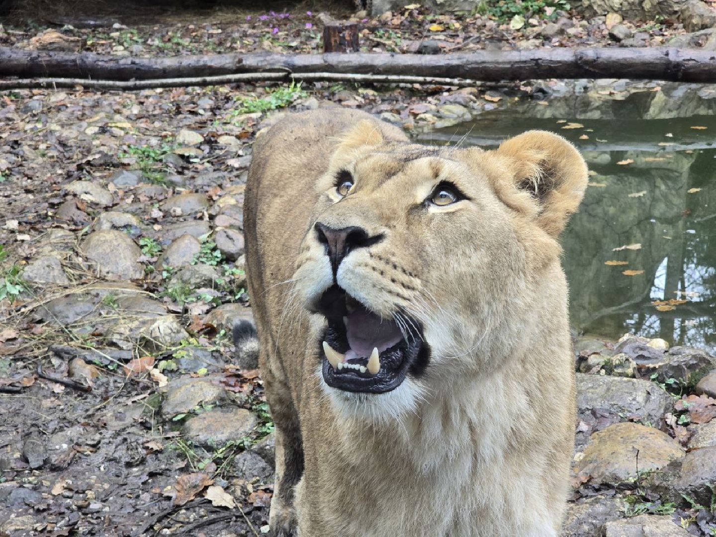 можайск, можайский муниципальный округ, подмосковье, туризм, парк тигров,  подмосковный сафари-парк, тигры, дикие кошки, туристы,хищники,