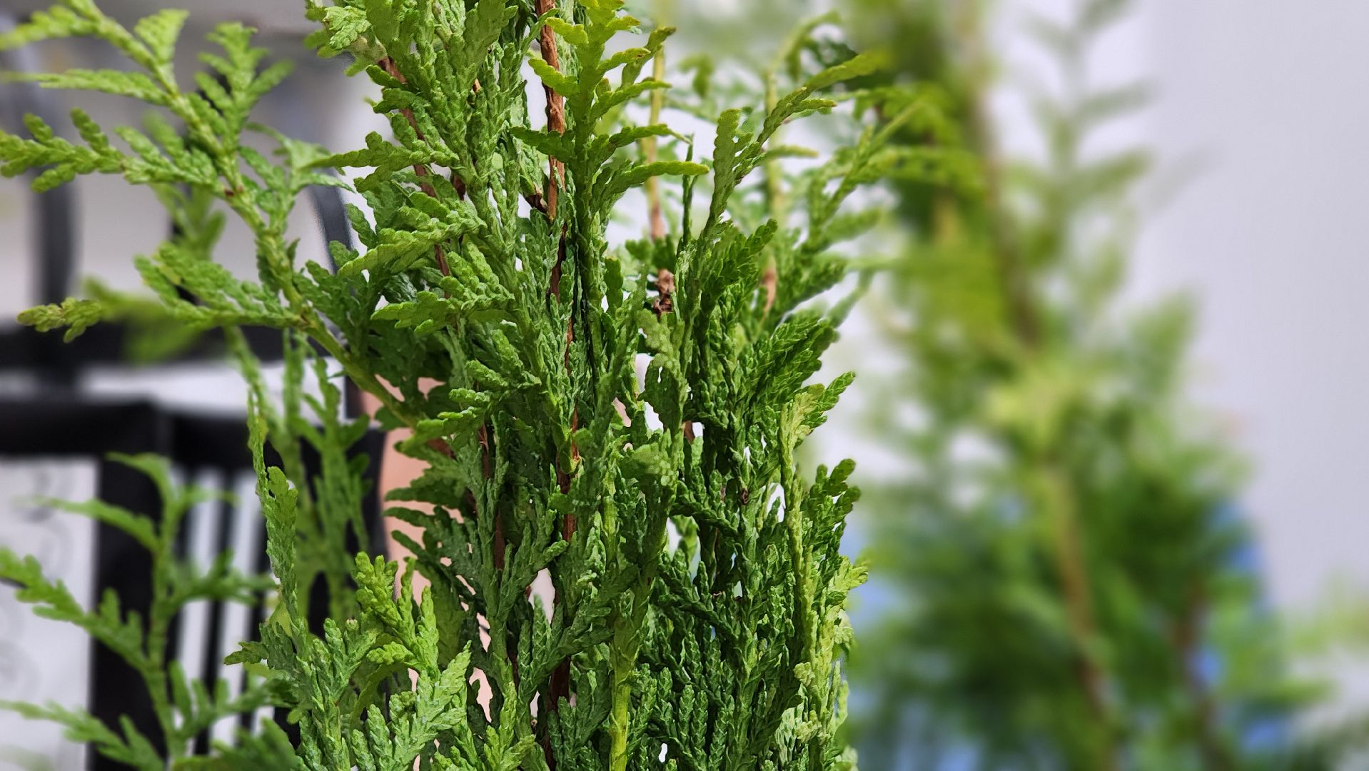 Руза, агростартап, нестеровский лицей, Бизнес-проект,