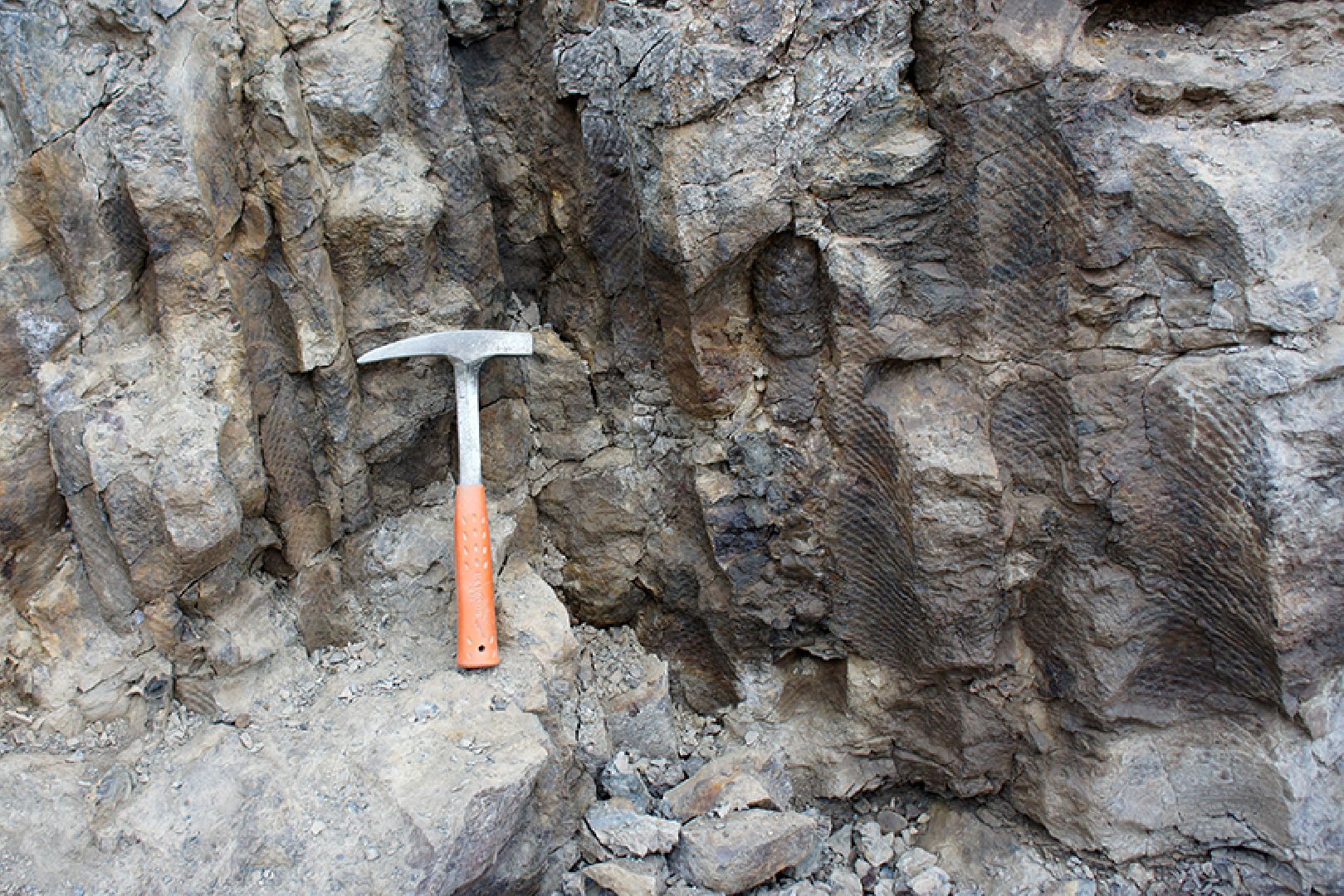 пущино, серпухов, ученые,