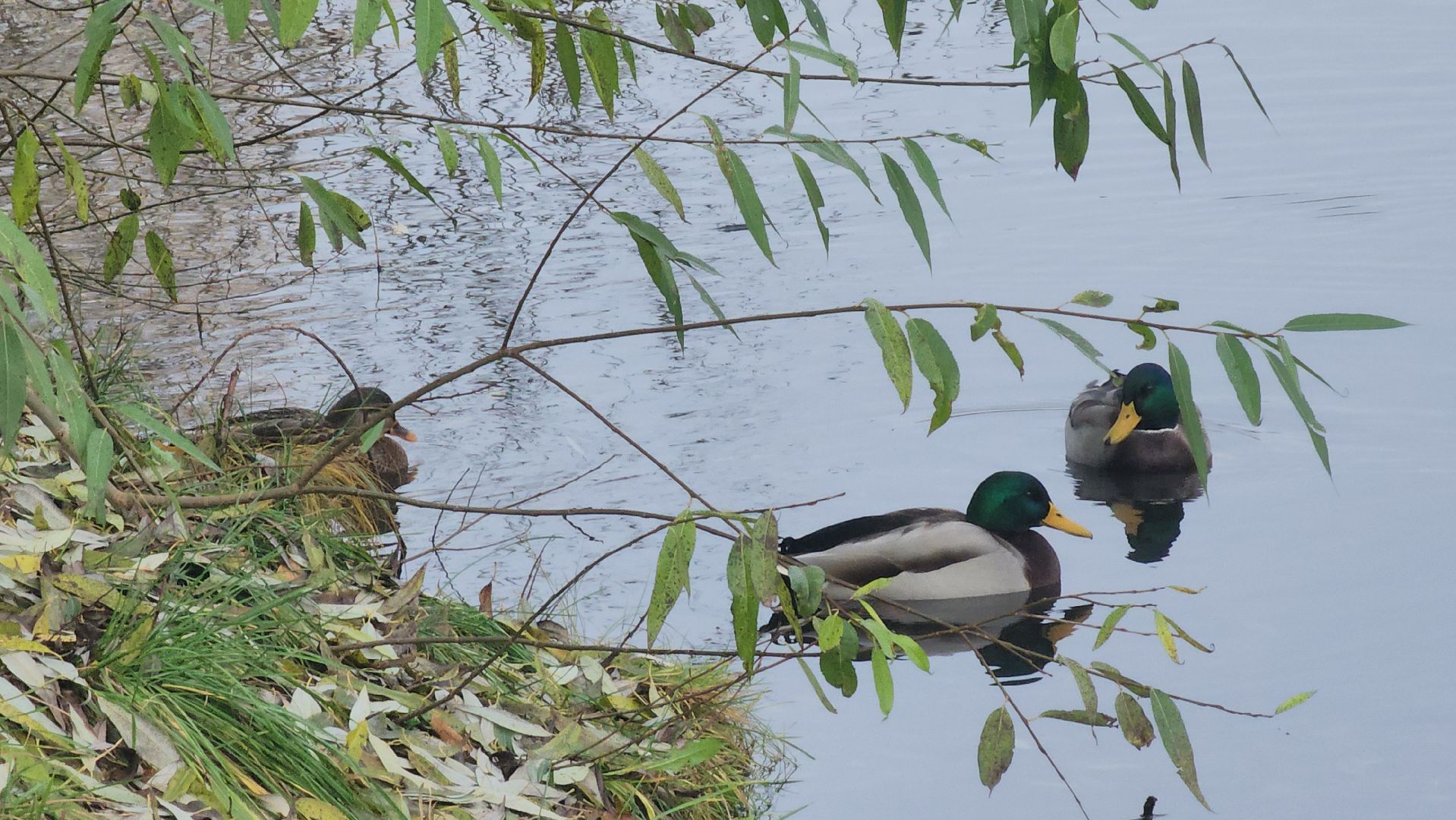 Люберцы, день народного  единства, наташинский парк,