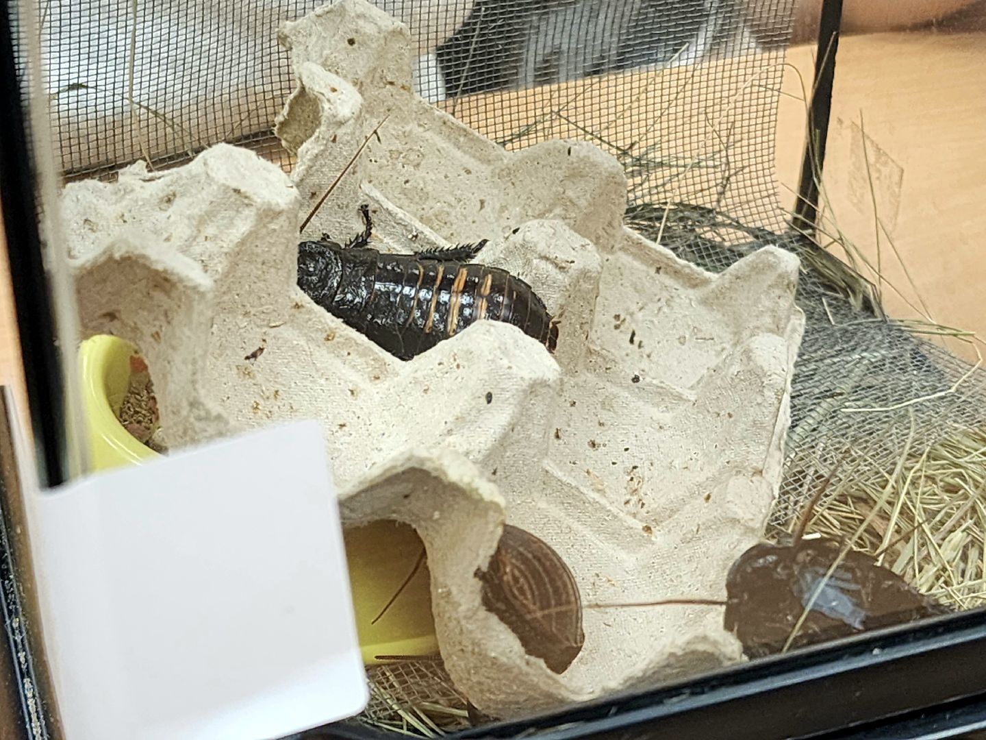 солнечногорск, жители , праздник , дети, единство,