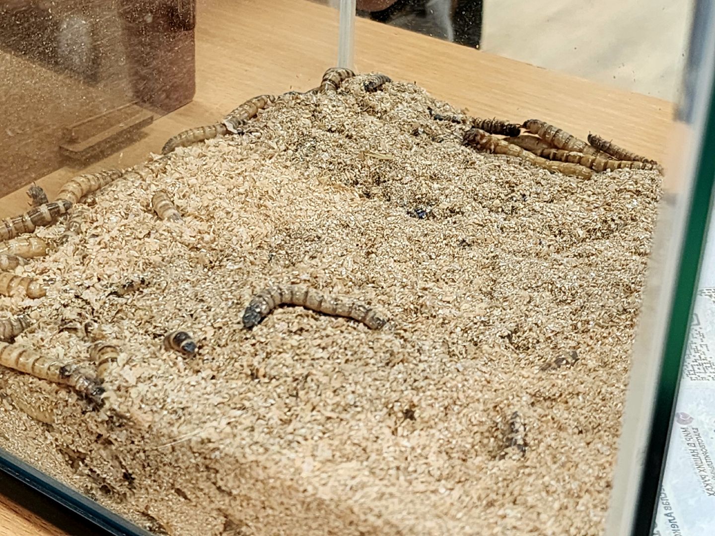 солнечногорск, жители , праздник , дети, единство,