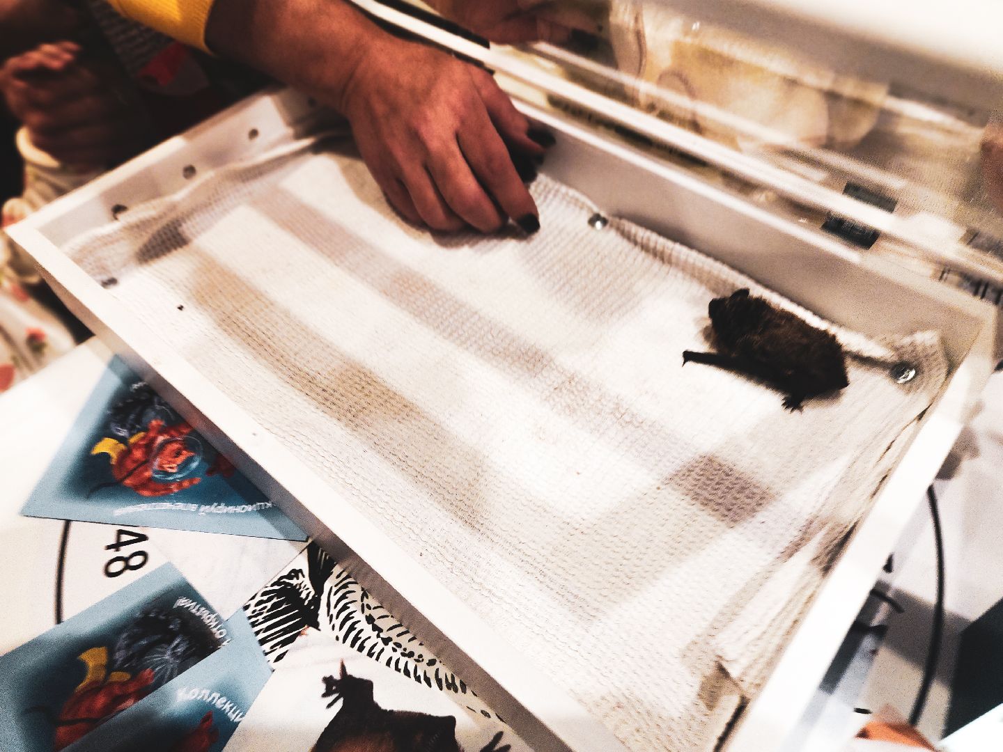 пущино, серпухов, наука, фестиваль,