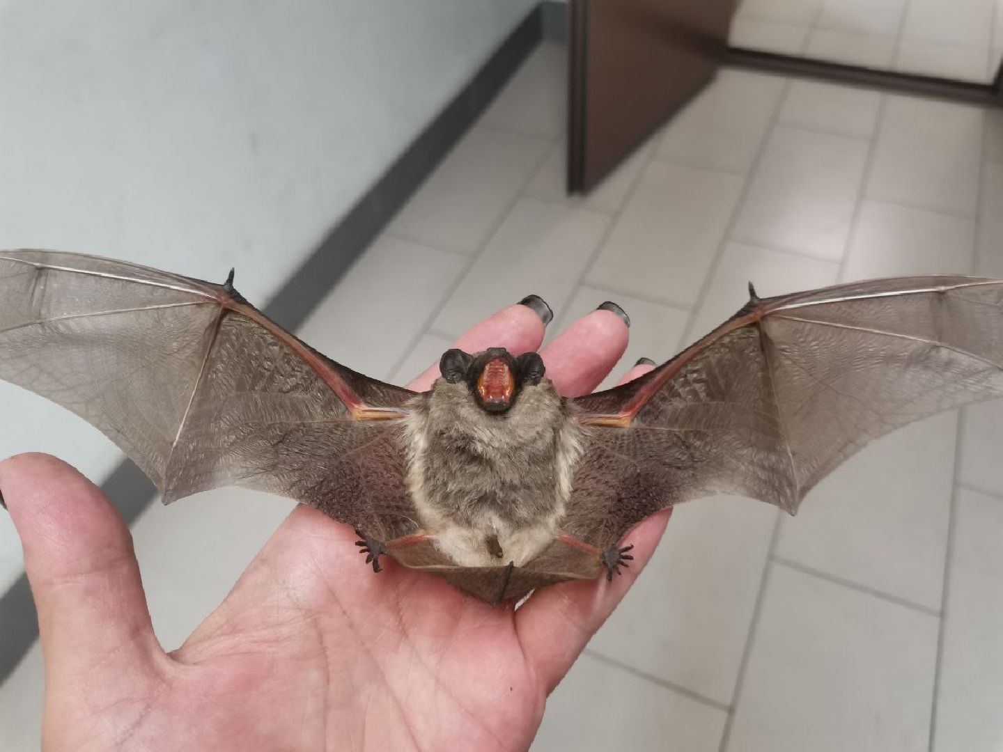 пущино, серпухов, волонтеры, природа, наука,