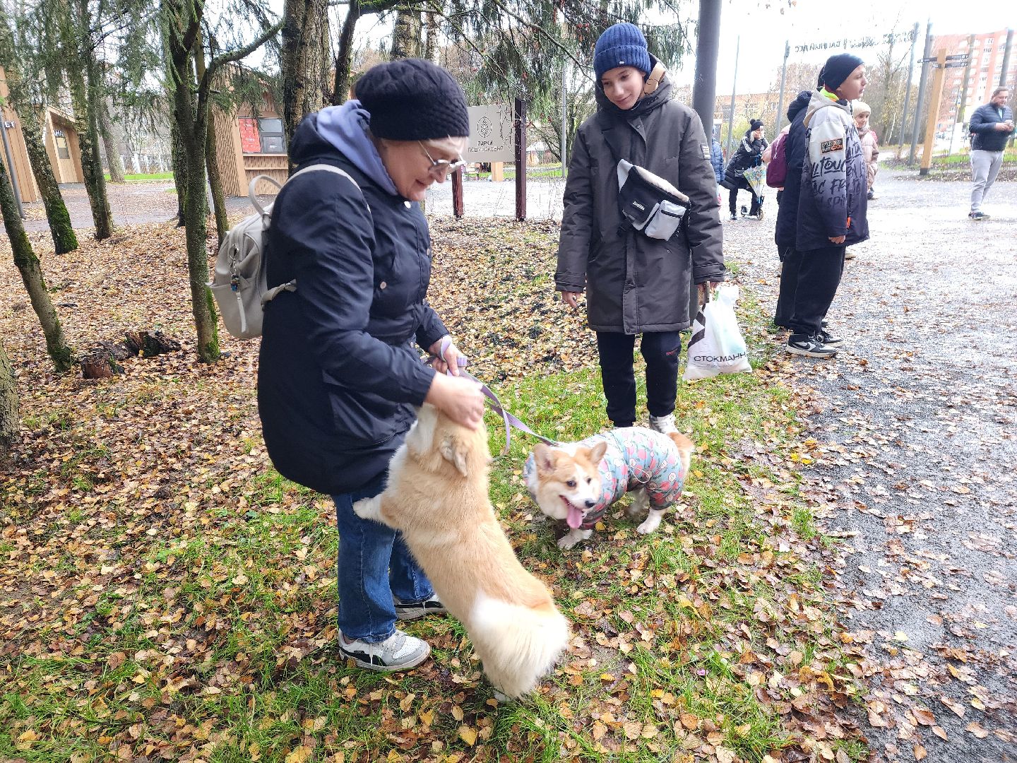 красноармейск,  городской округ пушкинский, корги-встречи , банный лес, день народного единства ,