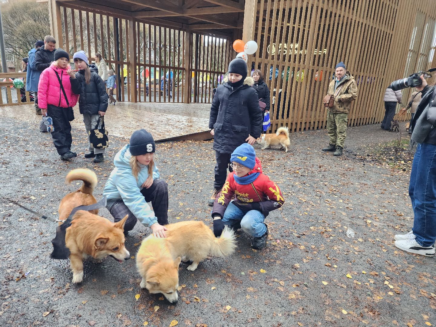 красноармейск,  городской округ пушкинский, корги-встречи , банный лес, день народного единства ,