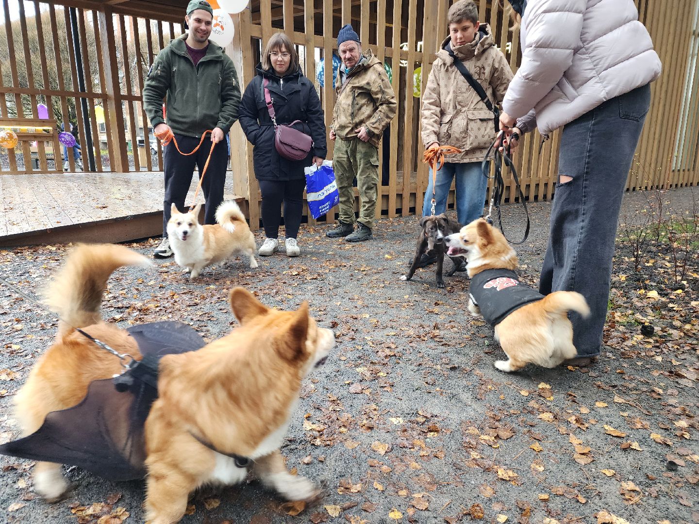 красноармейск,  городской округ пушкинский, корги-встречи , банный лес, день народного единства ,