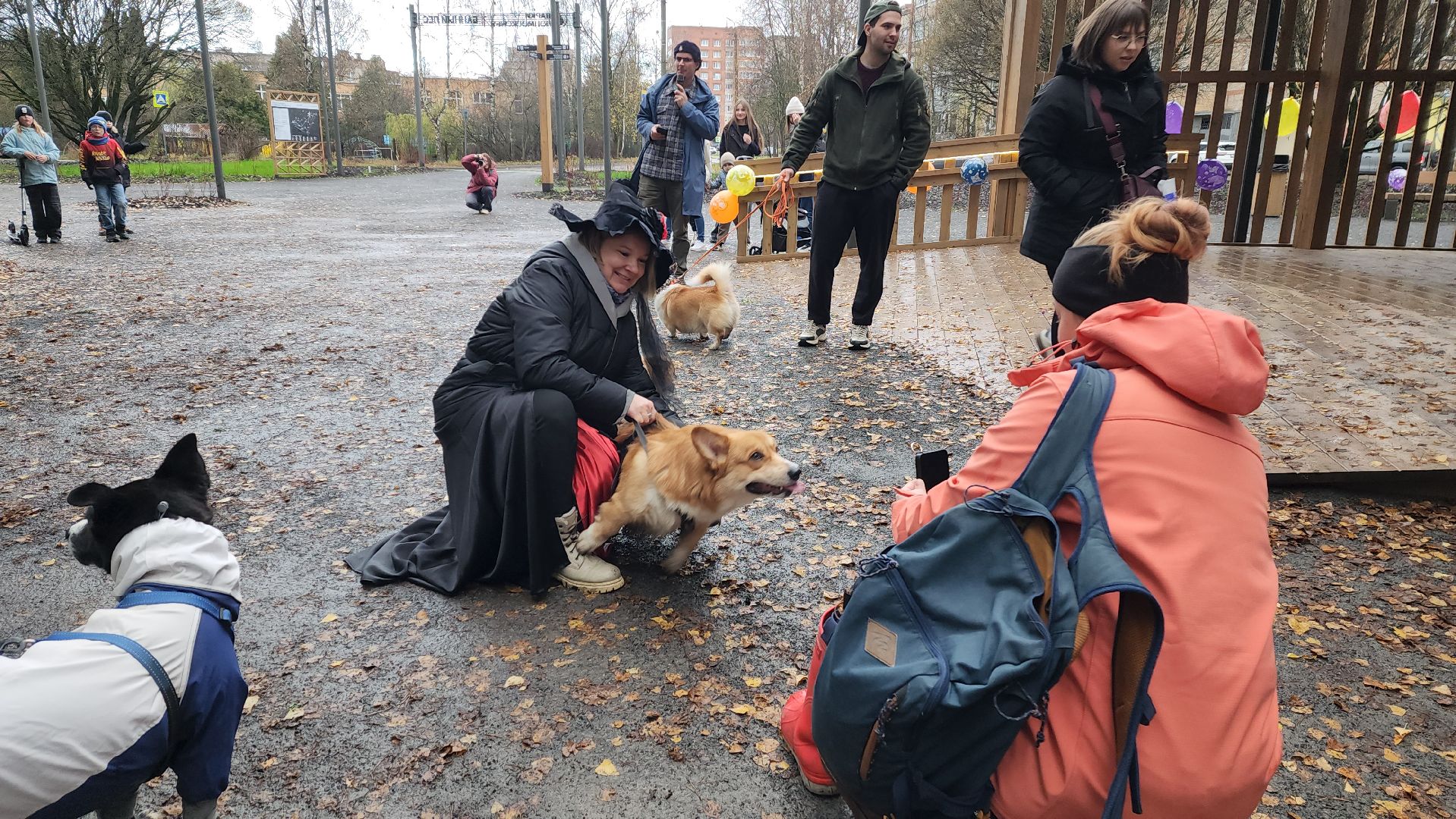 красноармейск,  городской округ пушкинский, корги-встречи , банный лес, день народного единства ,